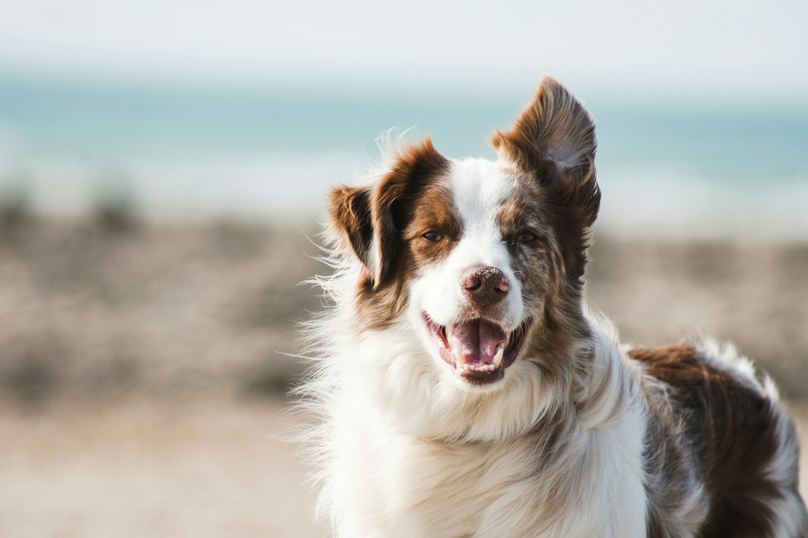 Dog outdoors in natural soft light