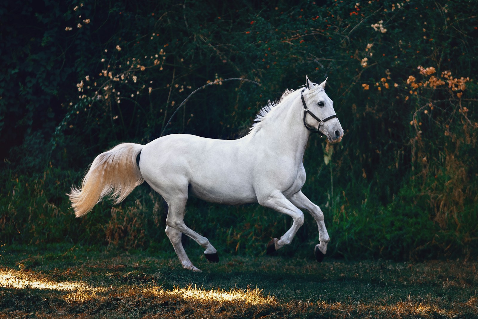 Horse in open natural landscape