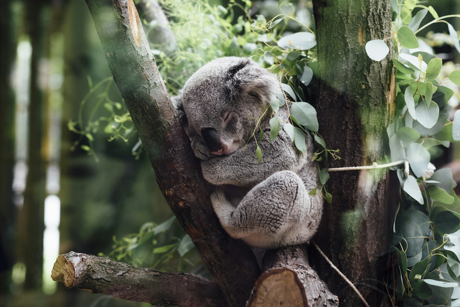 Koala resting in a tree canopy