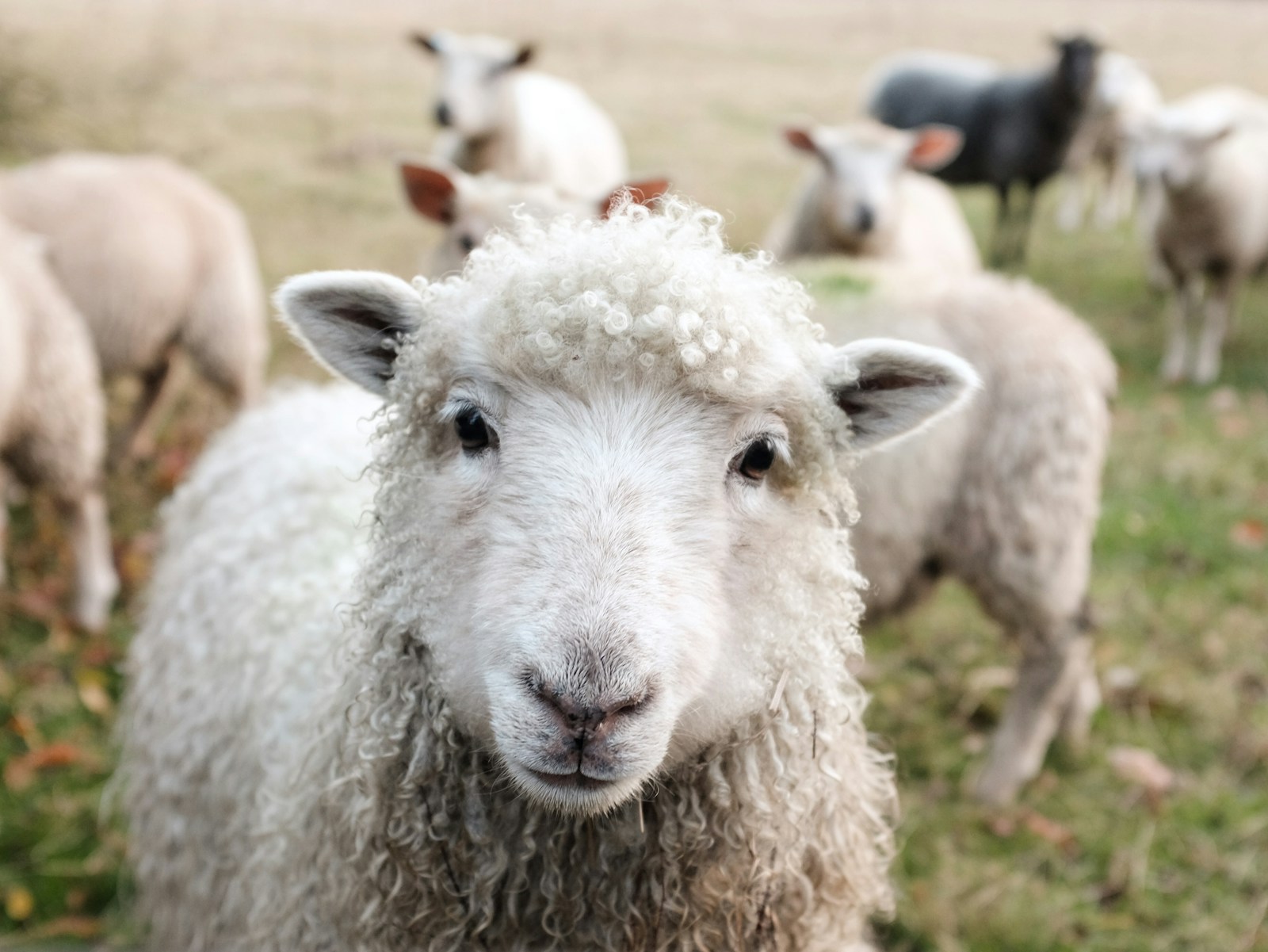 Sheep grazing in open pasture at soft natural light
